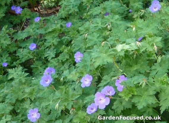 Geranium Rozanne blev bemærket på grund af sine strålende violetteblå blomster