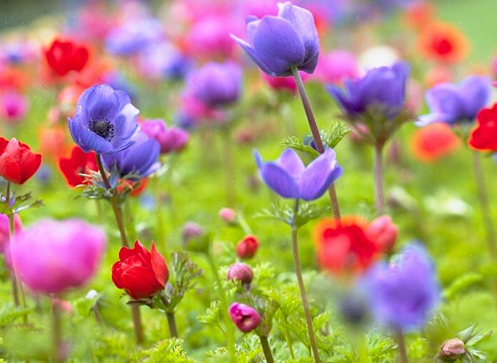 Anemone blomster har længe været en favorit blandt blomsterhandlere