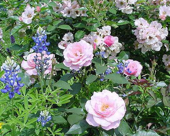 Den grå løv af caryopteris buske vil smukt udligne enhver farve rose