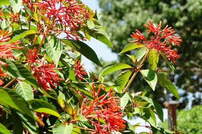 Firebush kan dyrkes som enten enårlig på nordlige steder eller som en flerårig i sydlige klimaer