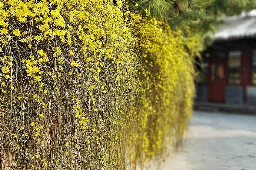 Vinterjasminplanter er hjemmehørende i Kina