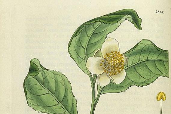 Camellia sinensis (eller teplante) bruges til at fremstille mest traditionelle koffeinholdige te