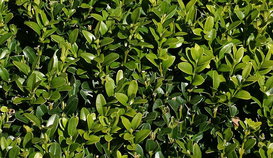 Evergreen viburnums er smukke stedsegrønne stedsegrønne buske