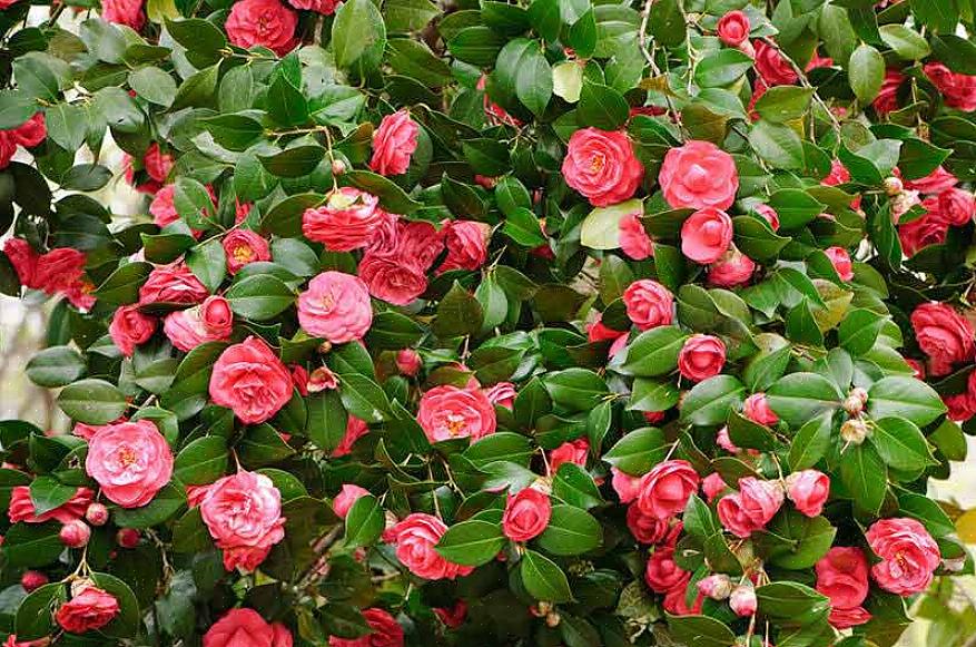 Camellia sinensis giver blomster