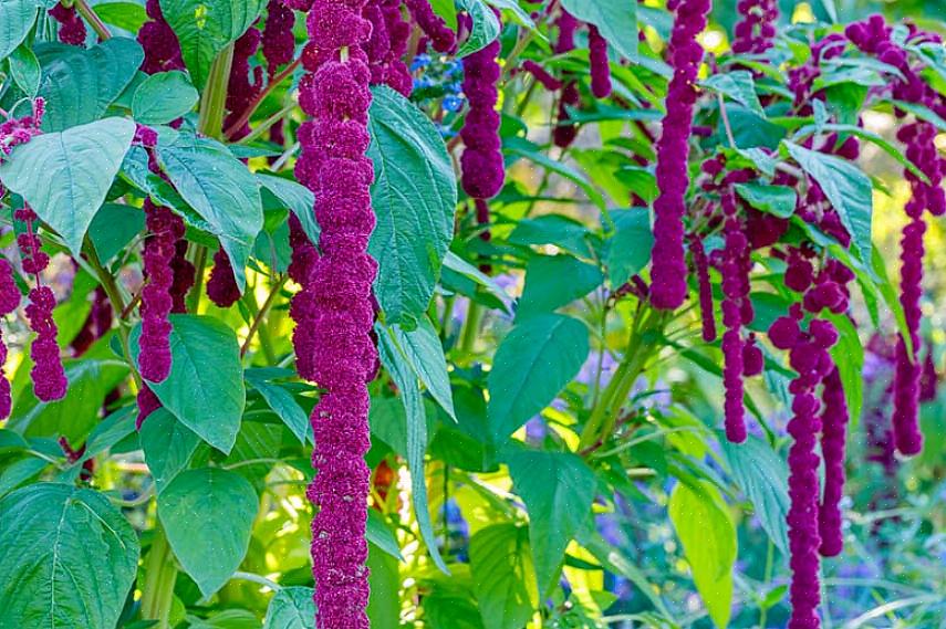 Vil amaranth helt sikkert få positive kommentarer i din blomsterhave fra tidlig sommer til frost