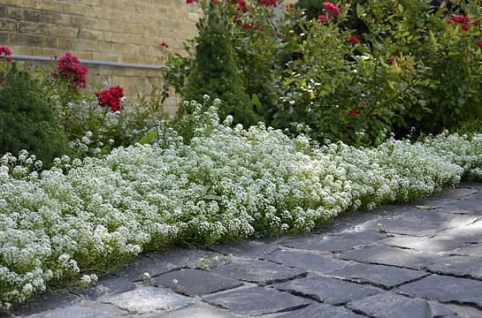 Hvide blomster tager gætteriet ud af et havedesign