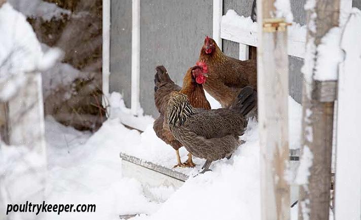 Kyllinger har ikke brug for en varmelegeme