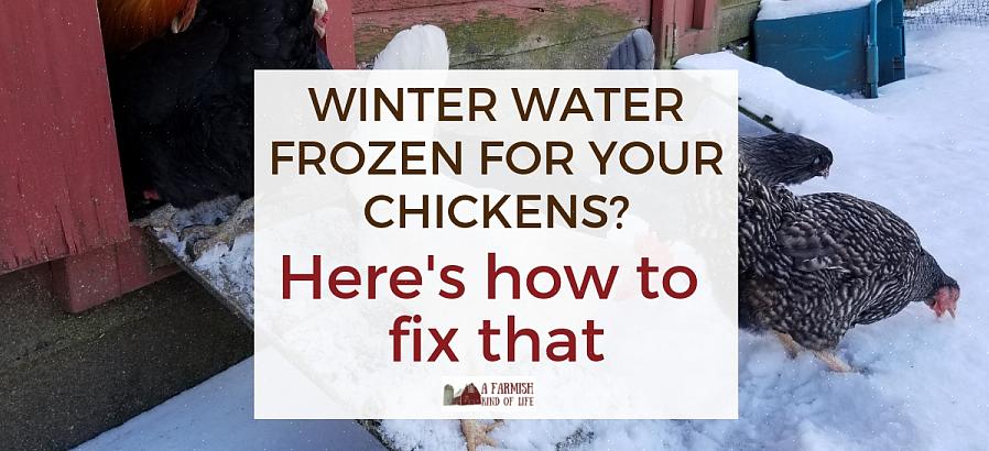Om dine kyllinger bliver varme nok