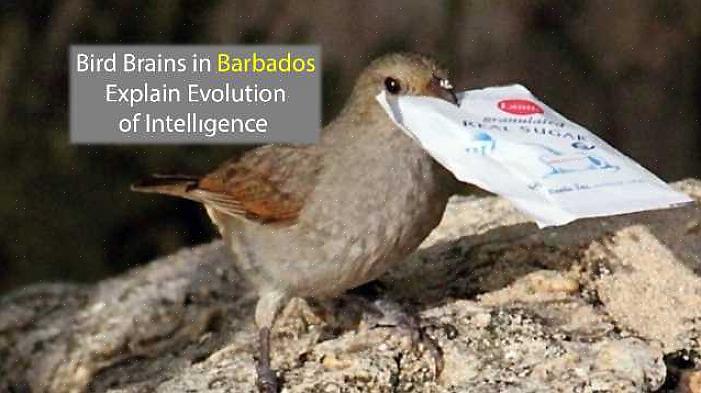 Som ethvert dyr er ikke alle fugle lige intelligente