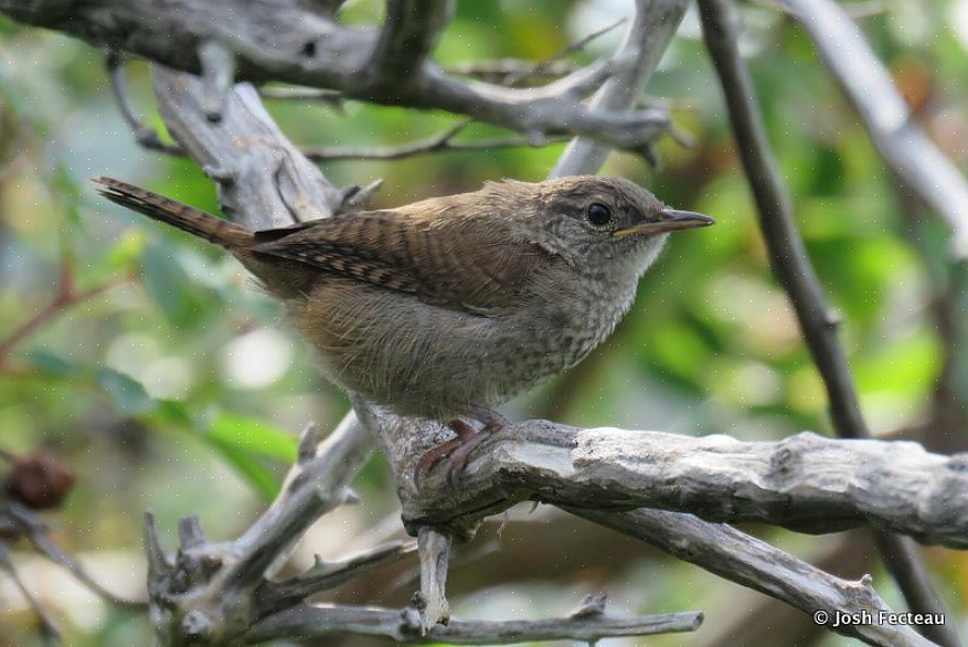 Områdekort bør også medtages for at hjælpe med at identificere wrens efter geografi