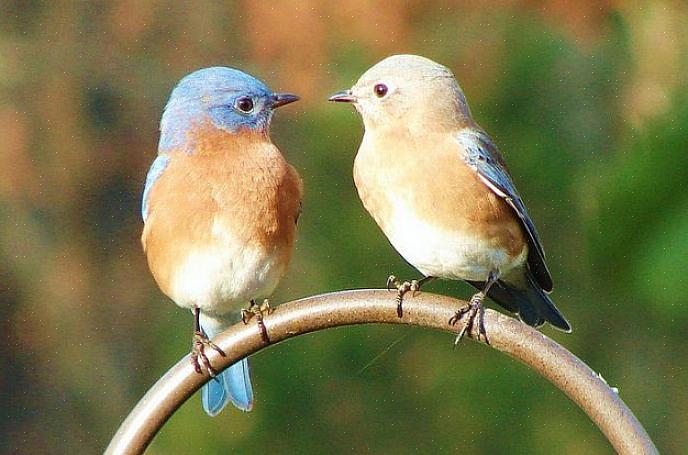 Og mange baghavefuglere kan tiltrække blåfugle i hver sæson