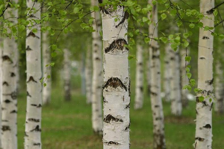 Papir birketræer giver et show året rundt med deres grønne blade skarpt modsat deres hvide bark