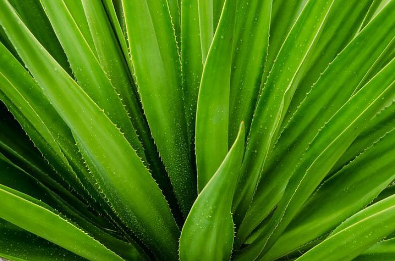 Aloe vera-planter er kun en type