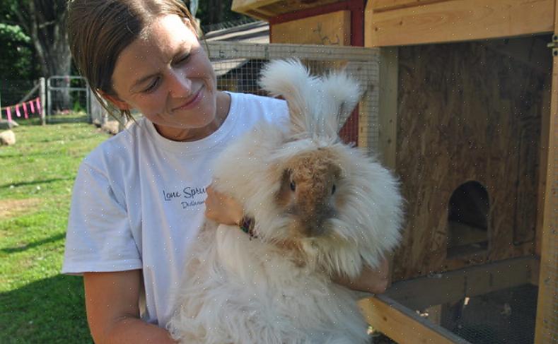 Giant Angora og Tysk Angora