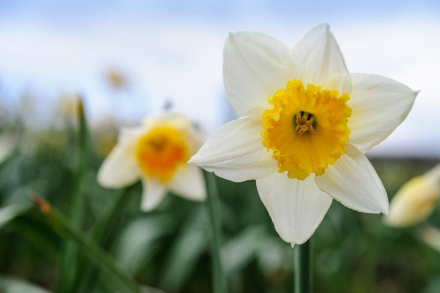 Påskeliljer blomstrer bedst i fuld sol