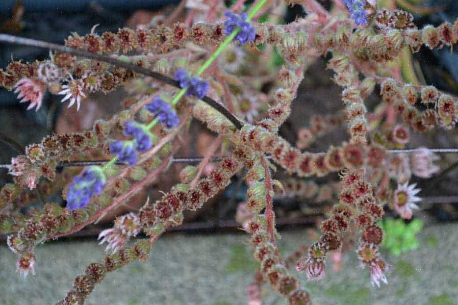 Kyllinger (Sempervivum tectorum) er lavvoksende stedsegrønne saftige planter