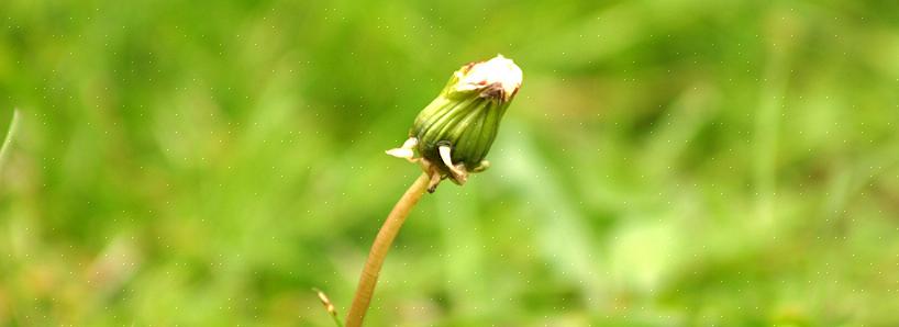 Den førnævnte japanske knotweed kan være den mest afskårne plante