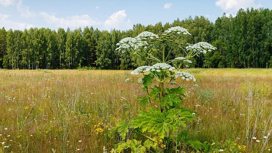 Der helt sikkert kommer til at fremstille de fleste lister over værste invasive planter i Nordeuropa