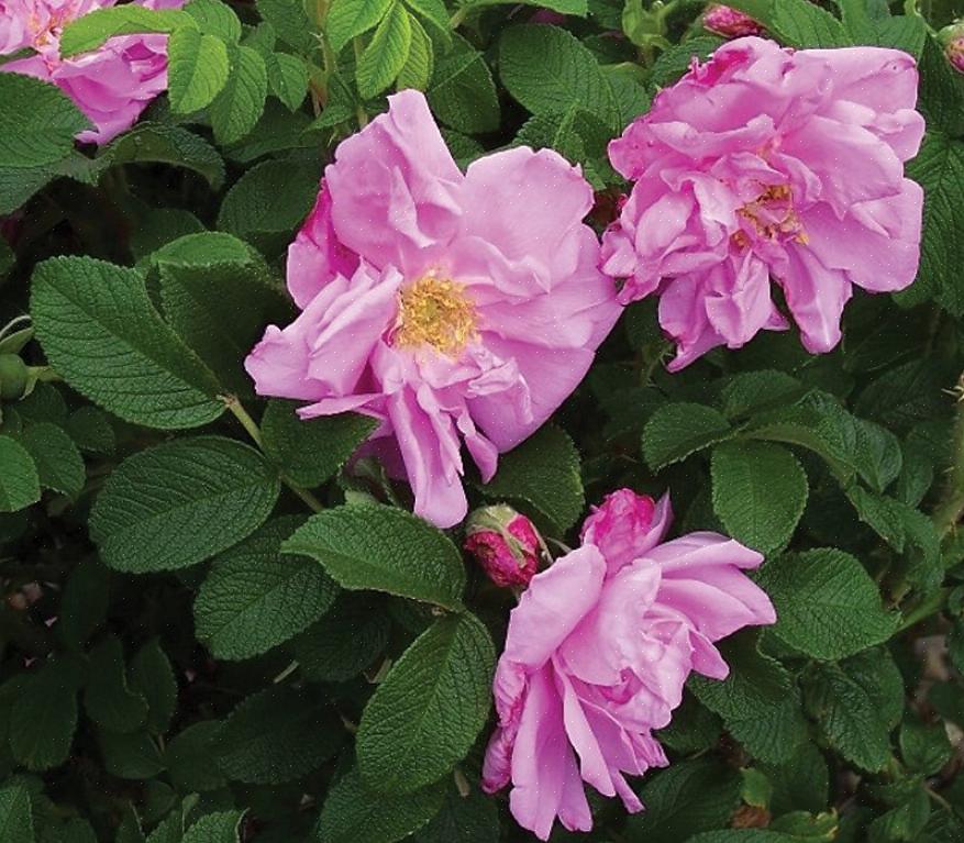Vil en Rugosa-rose gøre en dejlig ryg af grænseplanten eller fokuspunktet