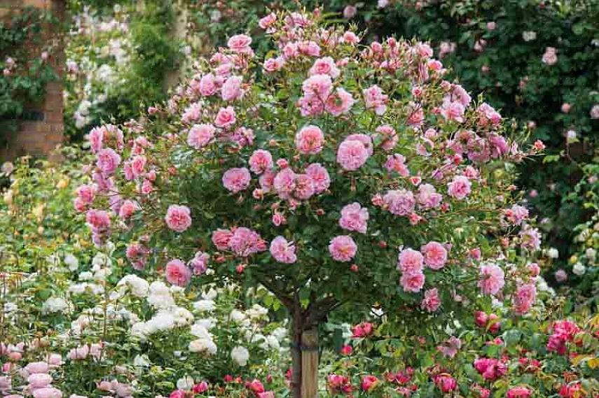 Sådan dyrkes rosenbuske