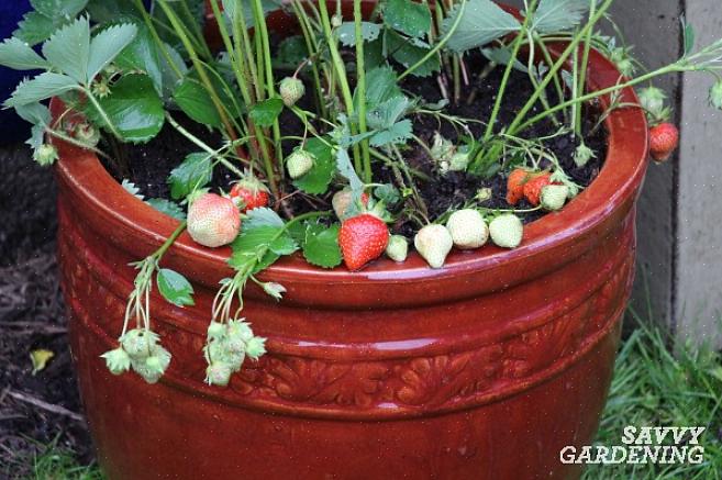 Jord forberedt er du klar til at begynde at plante din jordbærkrukke