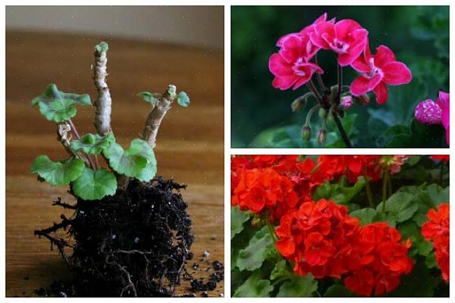 Pot dine pelargoner inden den første frost