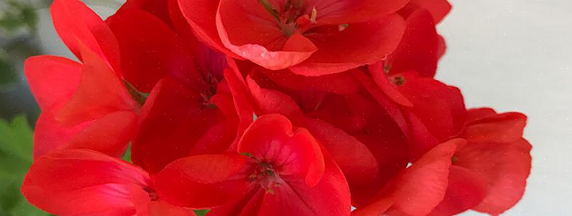 Geraniums udgør anstændige vinterplanter