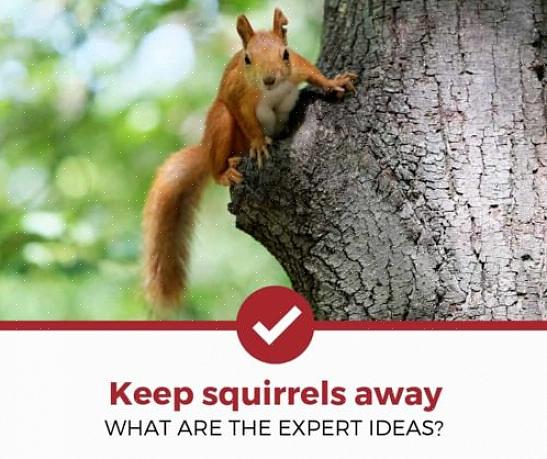 Som egern finder usmagelige eller endda er giftige for egern