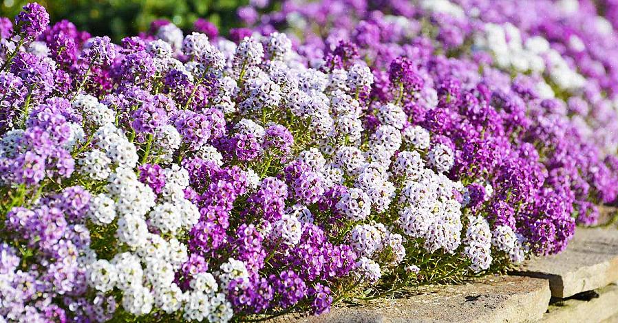 Søde alyssumblomster er blandt de mest populære planter