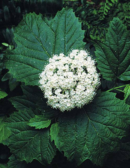 Plante-taksonomi klassificerer piltræviburnumbuske som Viburnum dentatum