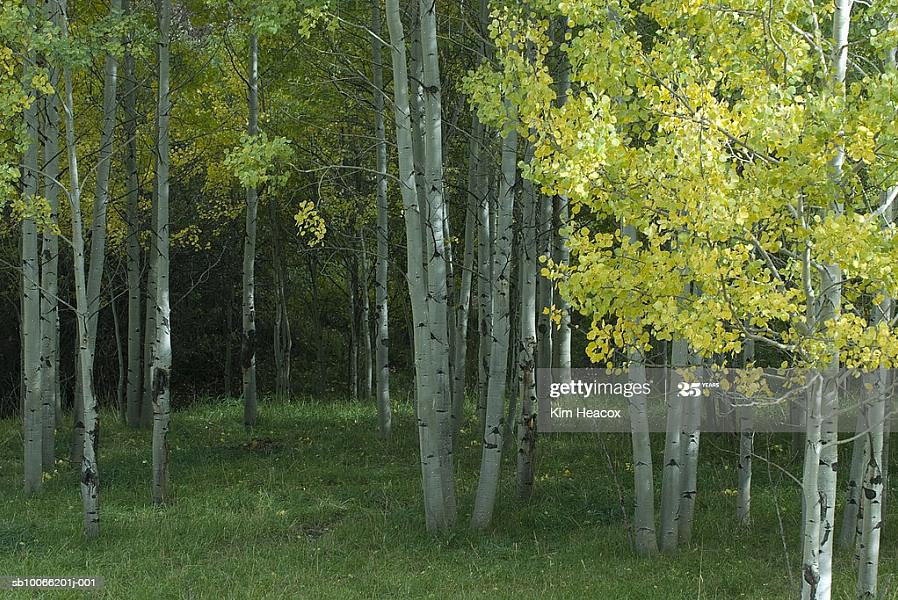 Og også almindeligvis kaldet "trembling aspens") har en gylden-gul efterårsfarver efter at have båret