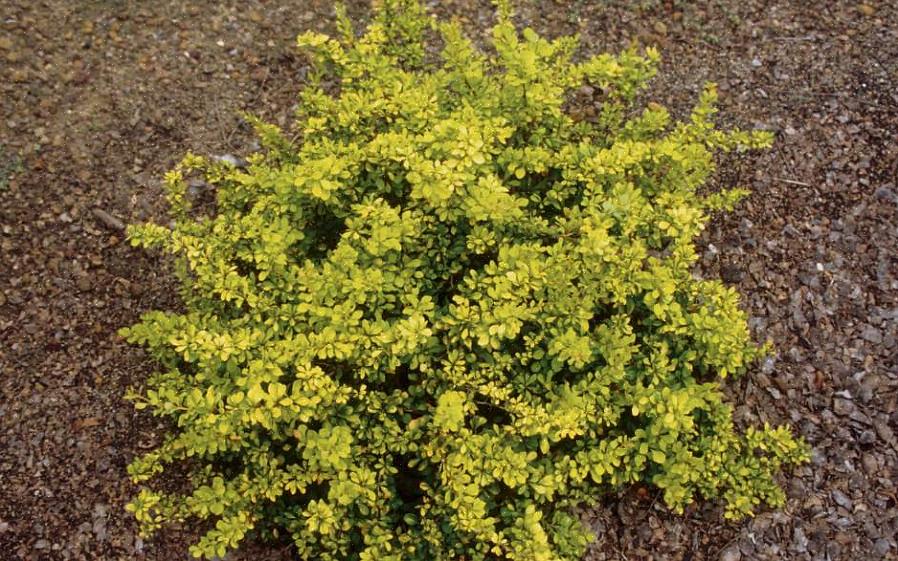Almindelig berberis er invasive planter i Nordeuropa
