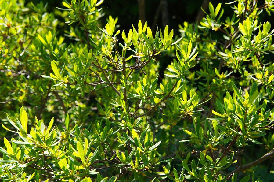 "Northern bayberry busk" (herefter ganske enkelt "bayberry busk") er et almindeligt navn for den busk