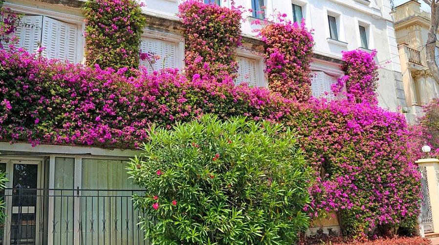 "Bougainvillea" fungerer også som et botanisk navn (slægtsnavn) i plantetaksonomi