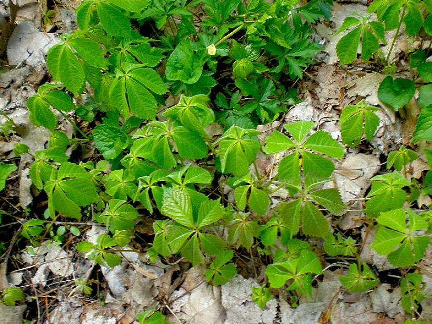 Bunchberry grunddække er en skovplante