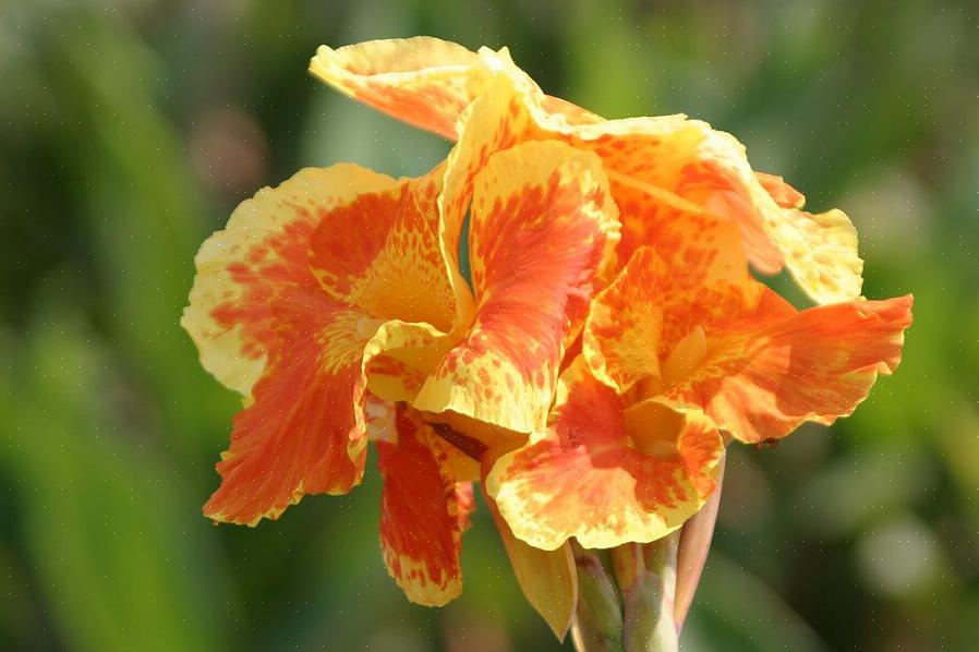 Der dyrker Tropicanna canna