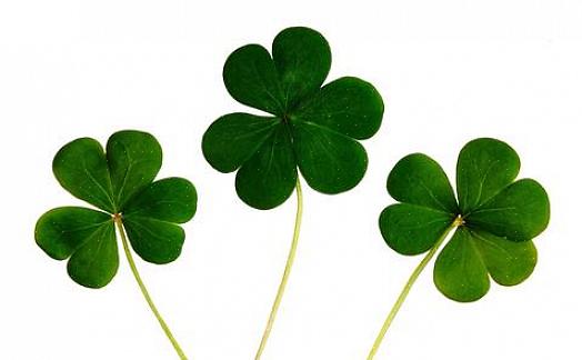 Følgelig tjener et antal planter i Saint patrick's day fejringer som irske shamrocks