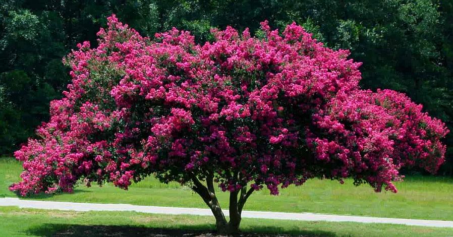 Herunder Natchez crepe myrtles