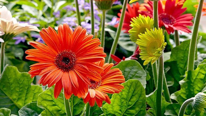 Planteaksonomi klassificerer gerbera daisy blomster som Gerbera jamesonii