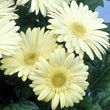 Gerbera daisy blomster dyrkes som stauder i plantningszoner 9 til 11