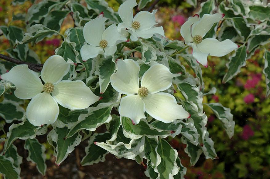 'Ulvøjne' kinesiske kornel-træblomster i det sene forår til den tidlige sommer i så lang tid som seks uger