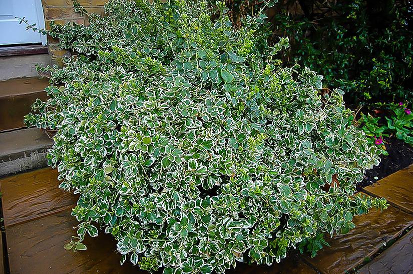 Emerald Gaiety er en cultivar af Euonymus fortunei-planten