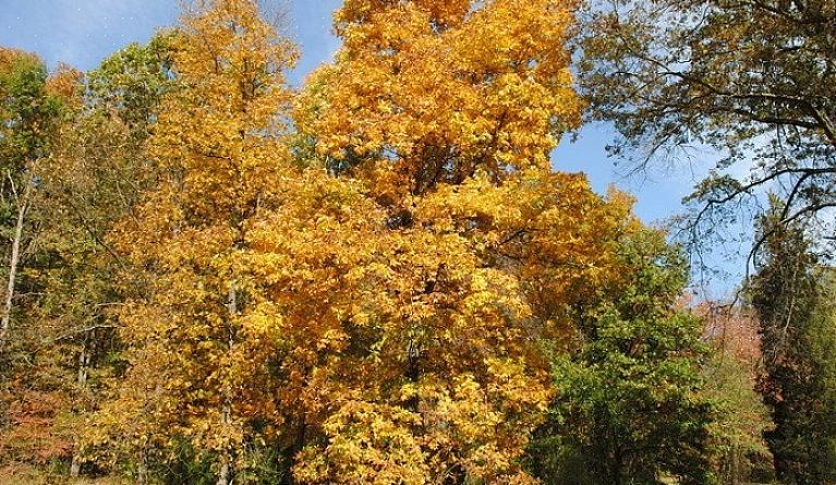 Træet af shagbark hickory nøddetræer er meget hårdt