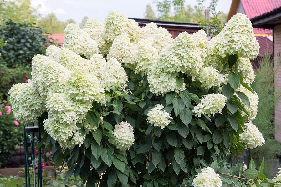 Det kan yderligere opdeles i typer med "mophead" blomsterhoveder