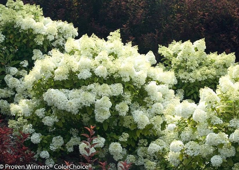 Bobo hortensia er kendt for sine store klynger af hvide blomster