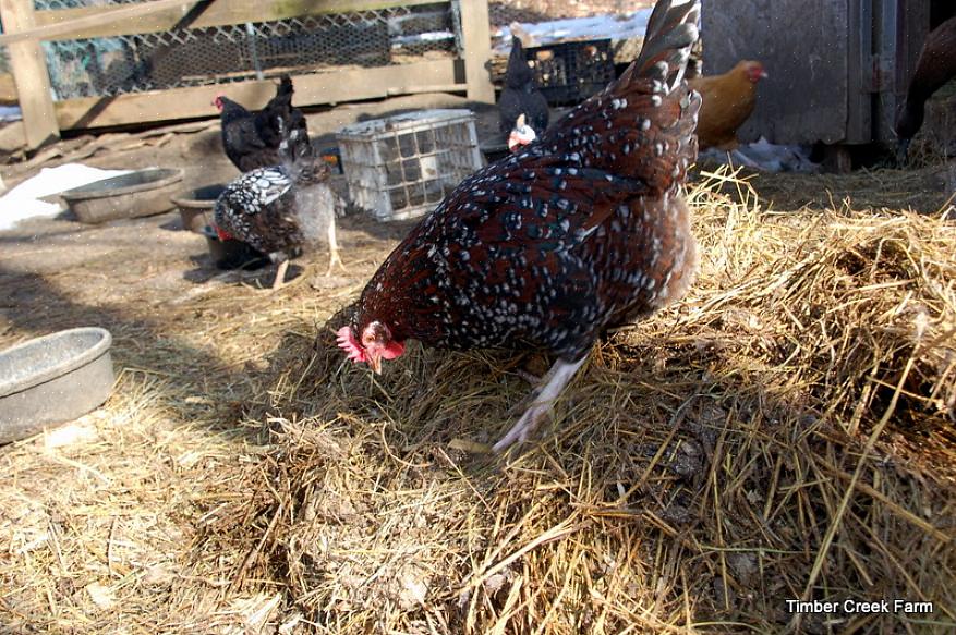 Den dybe strømsmetode er en bæredygtig metode til styring af kyllingestrø i hønsegården