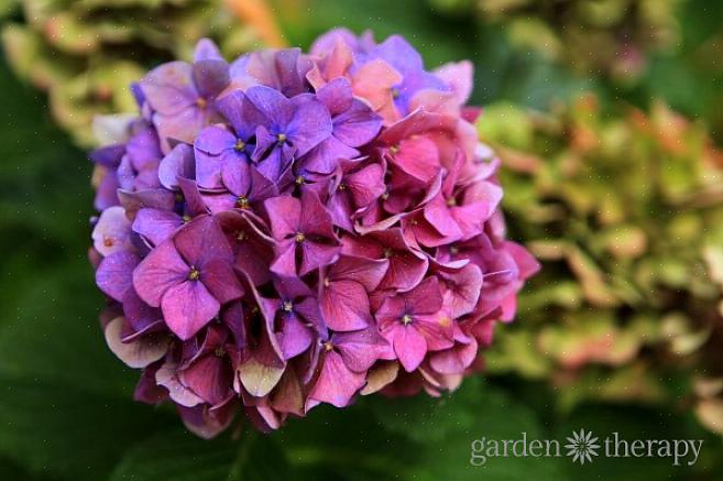 Rhapsody Blue hortensia tilhører gruppen klassificeret som genopblomstrende hortensiaer