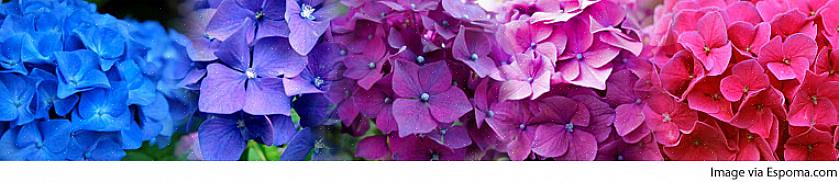 Macrophylla-arten er blomsterfarven variabel for Rhapsody Blue hortensia på trods af dens navn