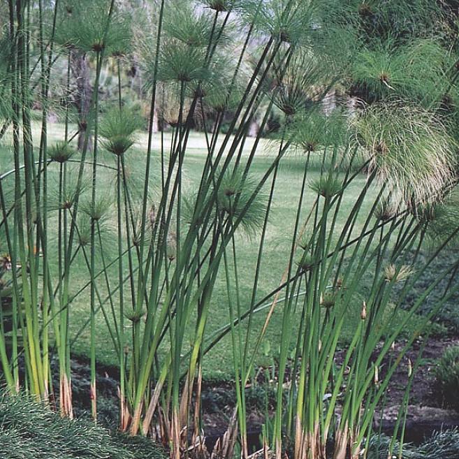 Der ønsker at dyrke papyrusplanter i en vandhave