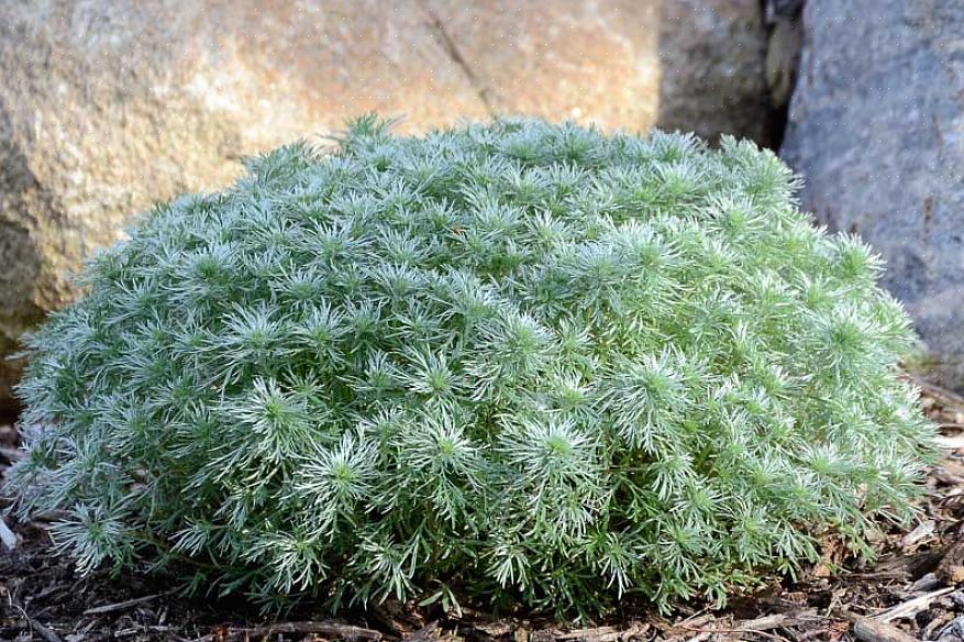 Silvermound Artemisia kaldes videnskabeligt Artemisia schmidtiana i plantetaksonomi